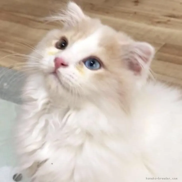 ID:2205-01599の子猫
