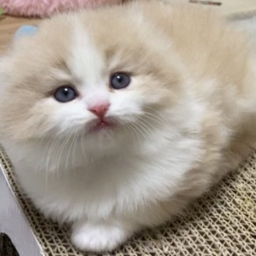 スコティッシュフォールド【大阪府・男の子・2024年3月1日・クリーム&ホワイト（ロング）】の写真「🌸長男くん🐱可愛すぎの男の子です❣️🌸」