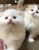 スコティッシュフォールド(折れ耳)【大阪府・男の子・2022年4月5日・クリーム&ホワイト】の写真3