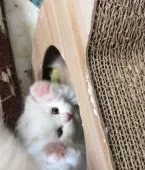 スコティッシュフォールド(折れ耳)【大阪府・男の子・2022年4月5日・クリーム&ホワイト】の写真5「ばあ」