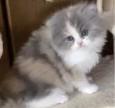 スコティッシュフォールド(立ち耳)【大阪府・女の子・2025年3月7日・ダイリュートキャリコ】の写真10