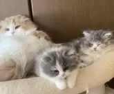 スコティッシュフォールド(立ち耳)【大阪府・女の子・2025年3月7日・ダイリュートキャリコ】の写真11