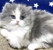 スコティッシュフォールド(立ち耳)【大阪府・女の子・2025年3月7日・ダイリュートキャリコ】の写真12