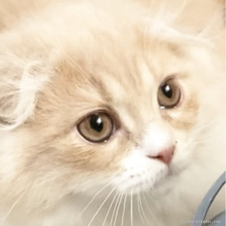 ブリーダー画像