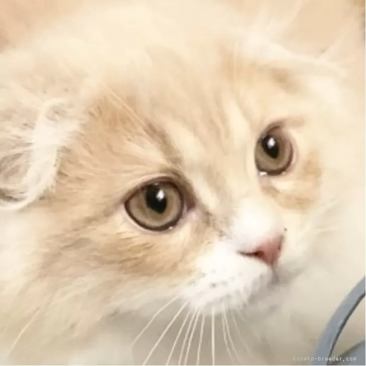 ID:2504-01454の子猫