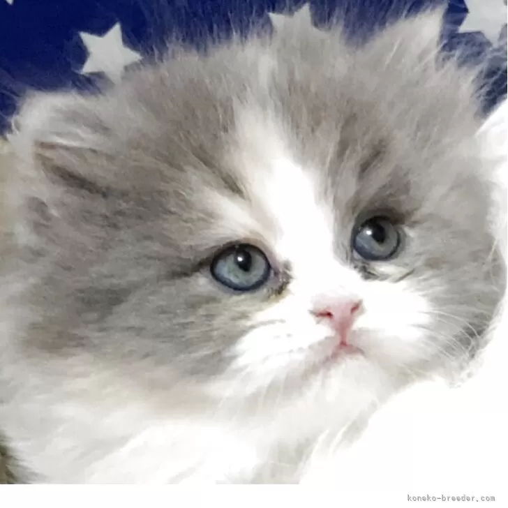 ID：2504-01455の子猫