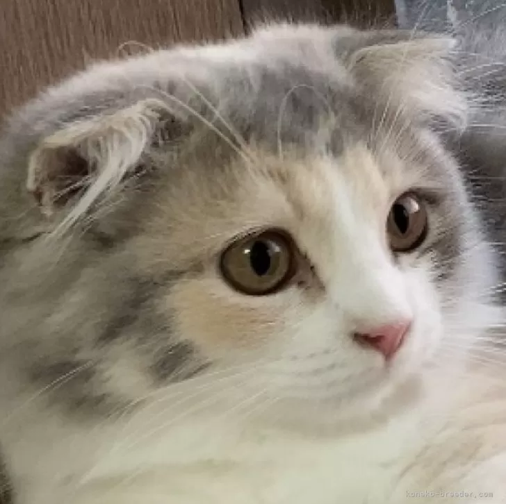 ID:2505-02830の子猫