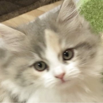 スコティッシュフォールド(立ち耳)【大阪府・女の子・2025年9月4日・ダイリュートキャリコ（ロング）】の写真「🍁長女ちゃん🎀とっても可愛い女の子です❣️🍁」