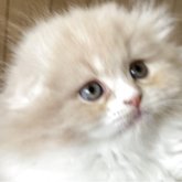 スコティッシュフォールド