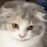 スコティッシュフォールド(折れ耳)