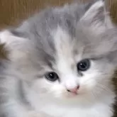 スコティッシュフォールド(立ち耳)