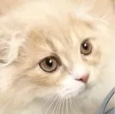 スコティッシュフォールド(折れ耳)