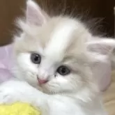 スコティッシュフォールド(立ち耳)