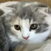 スコティッシュフォールド(折れ耳)