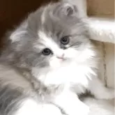スコティッシュフォールド(立ち耳)【大阪府・女の子・2025年3月7日・ダイリュートキャリコ】の写真2