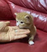 ノルウェージャンフォレストキャット【群馬県・男の子・2021年12月20日・レッドタビホワイト】の写真2