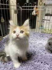 ノルウェージャンフォレストキャット【群馬県・女の子・2021年5月11日・きゃりこ】の写真3