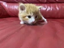 ノルウェージャンフォレストキャット【群馬県・男の子・2021年12月20日・レッドタビホワイト】の写真3