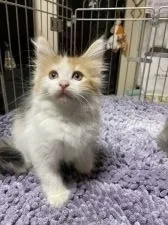 ノルウェージャンフォレストキャット【群馬県・女の子・2021年5月11日・きゃりこ】の写真4