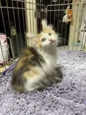 ノルウェージャンフォレストキャット【群馬県・女の子・2021年5月11日・きゃりこ】の写真5