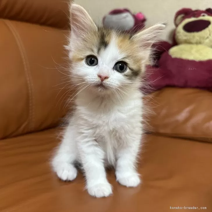 ID:2505-02719の子猫