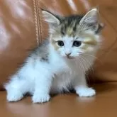 ノルウェージャンフォレストキャット