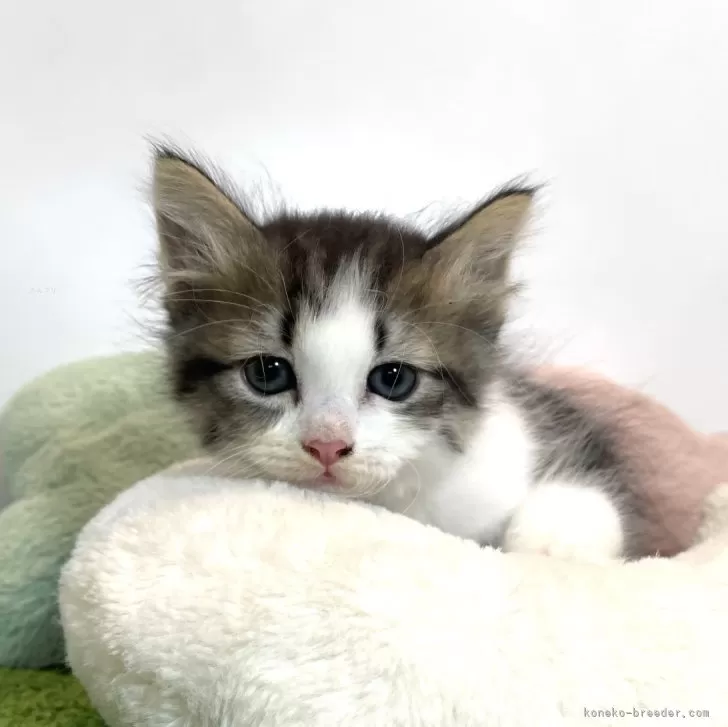 ID：2407-03346の子猫
