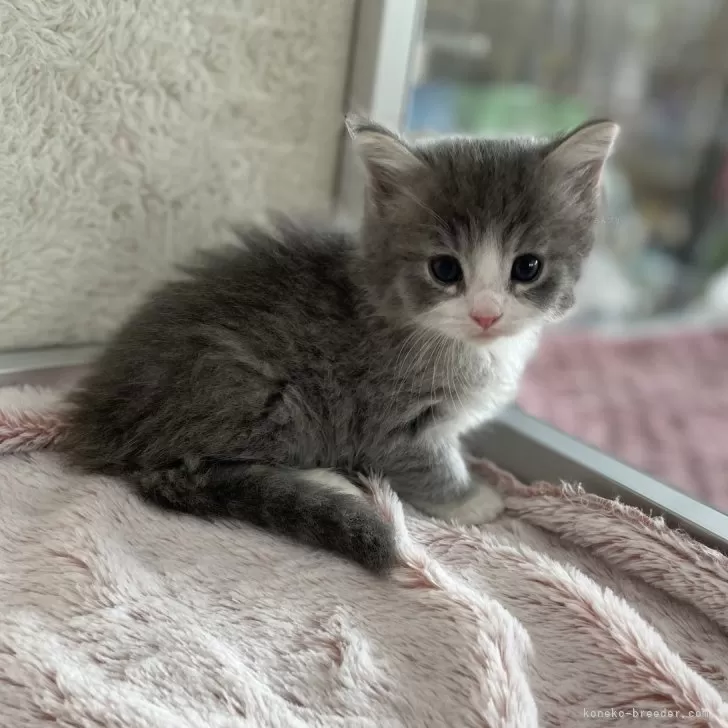 ID:2405-03140の子猫