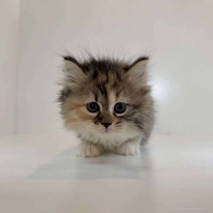 ブリーダー画像