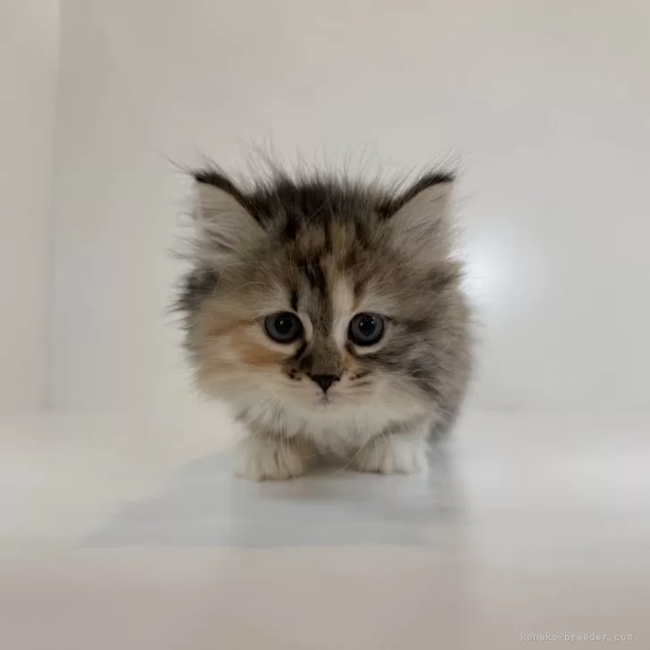 サイベリアン【広島県・女の子・2025年10月11日・キャリコ】の写真1