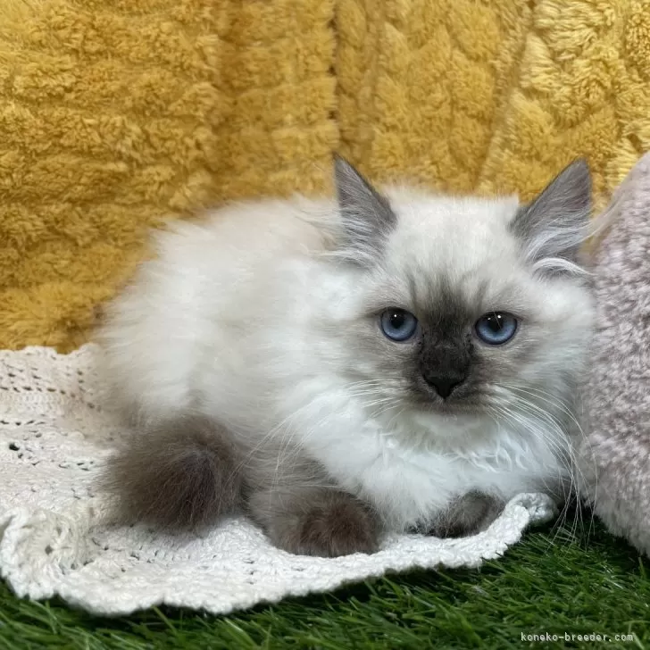 ID：2504-00266の子猫