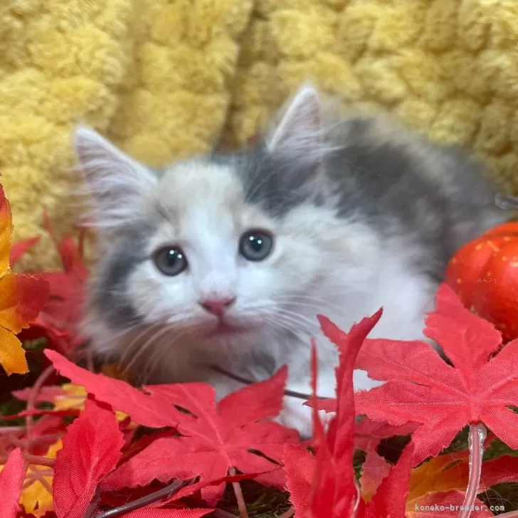 ID:2501-00628の子猫