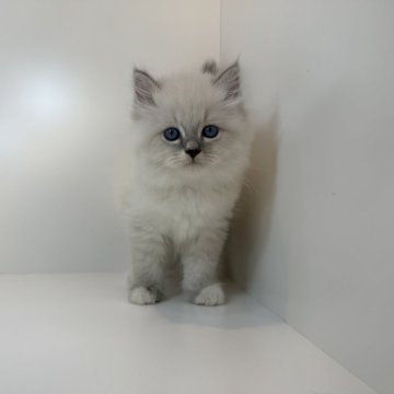 サイベリアン【広島県・男の子・2025年8月9日・ブルーリンクスポイント&ホワイト】の写真「甘えた可愛い男の子⭐︎当社管理番号100105」