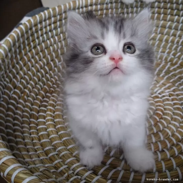ID：2407-01550の子猫