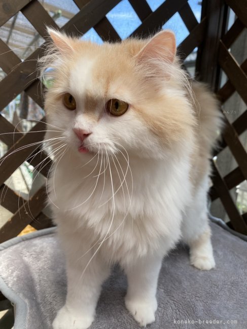 ミヌエット【・男の子・2024年8月15日・クリームタビーホワイト】