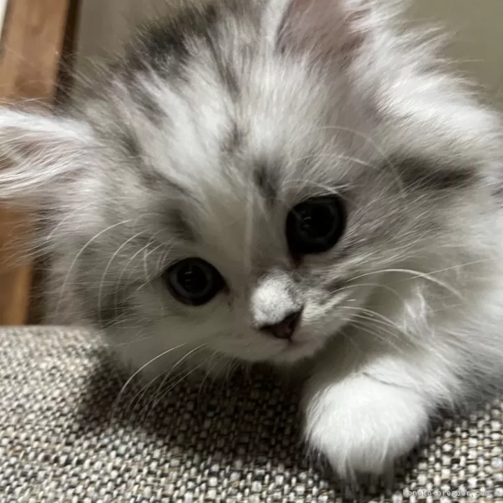 ID：2411-02852の子猫