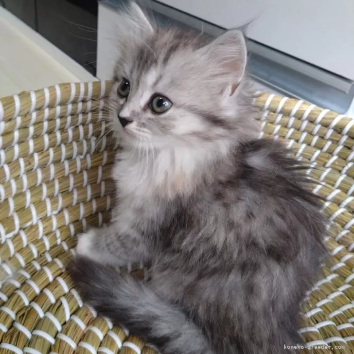 ID:2407-01551の子猫