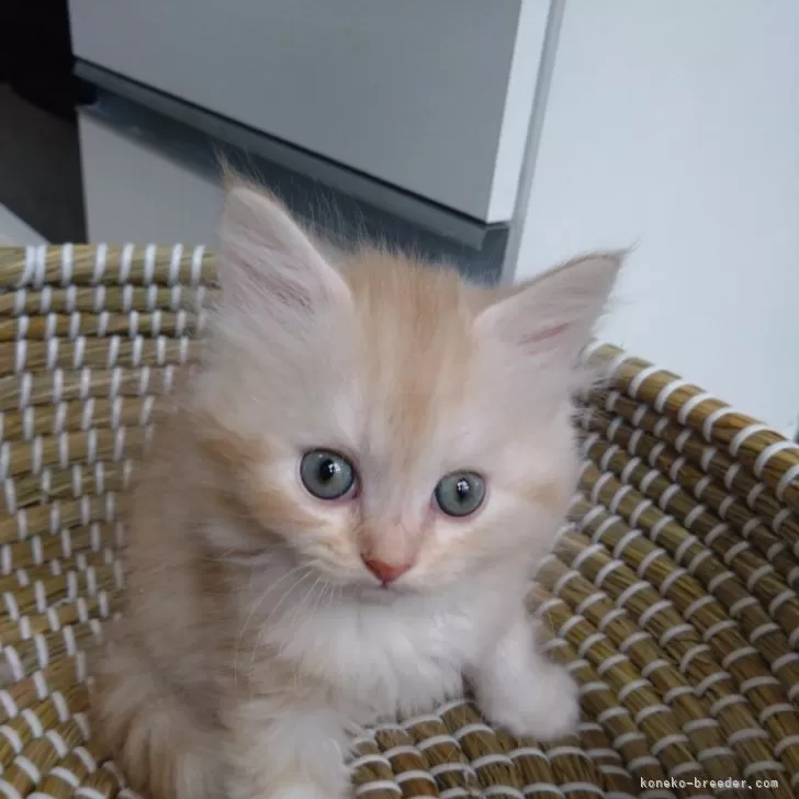 さち 様のお迎えした子猫