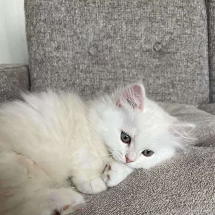 ID:2408-02555の子猫