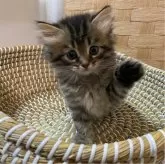 ミヌエット(長足)【栃木県・男の子・2024年8月1日・ブラウンタビー】の写真4