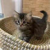 ミヌエット(長足)【栃木県・男の子・2024年8月1日・ブラウンタビー】の写真5