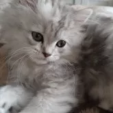 ミヌエット(長足)【栃木県・女の子・2025年8月23日・シルバータビー】の写真10