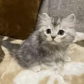 ミヌエット(長足)【栃木県・男の子・2025年8月23日・シルバータビー】の写真10