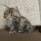 ミヌエット(長足)【栃木県・男の子・2025年8月17日・ブラウンタビー】の写真10