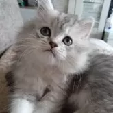 ミヌエット(長足)【栃木県・女の子・2025年8月23日・シルバータビー】の写真11