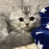 ミヌエット(長足)【栃木県・男の子・2025年8月23日・シルバータビー】の写真12