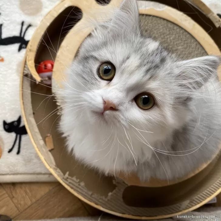 ID:2412-00191の子猫