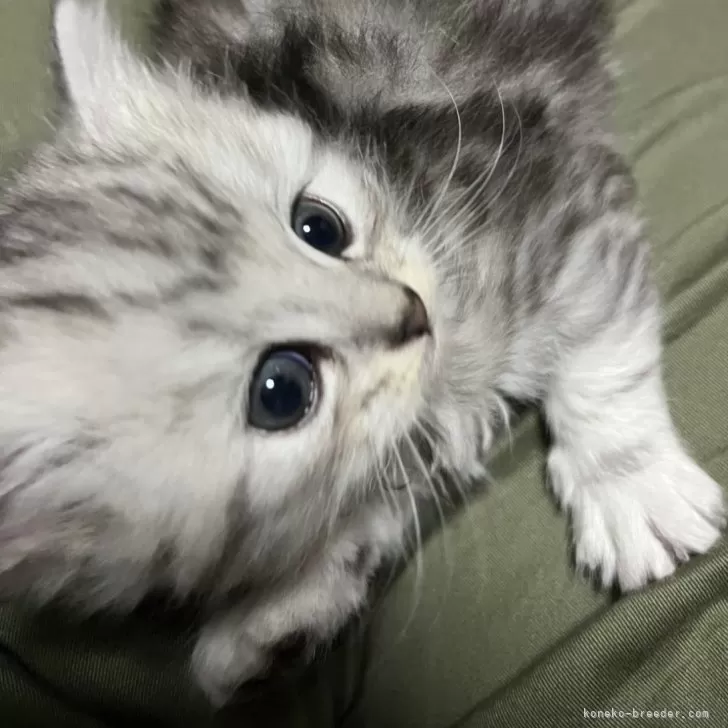 J.T 様のお迎えした子猫