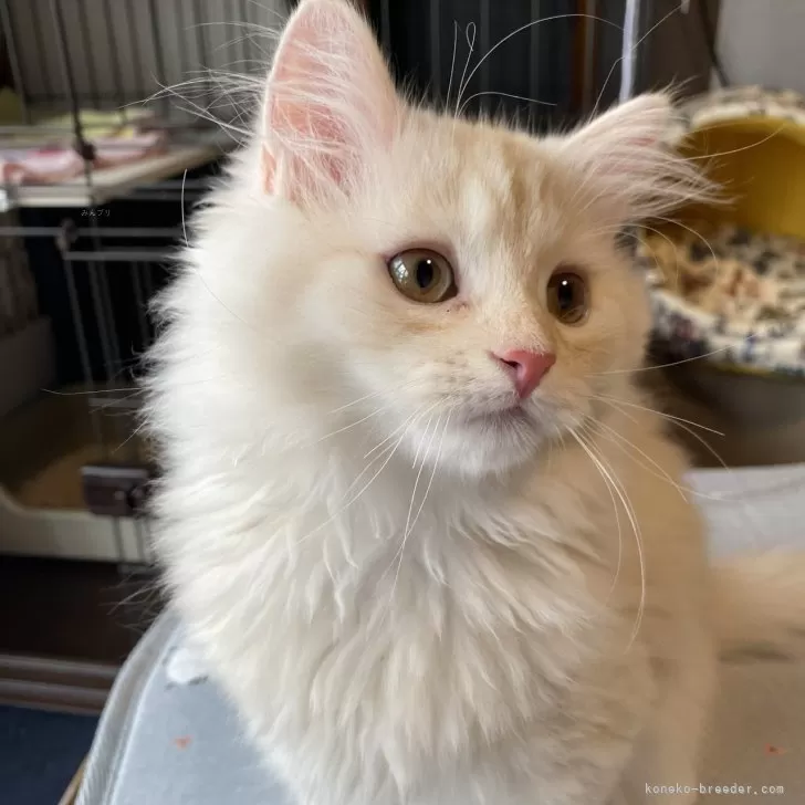 ID：2504-00552の子猫