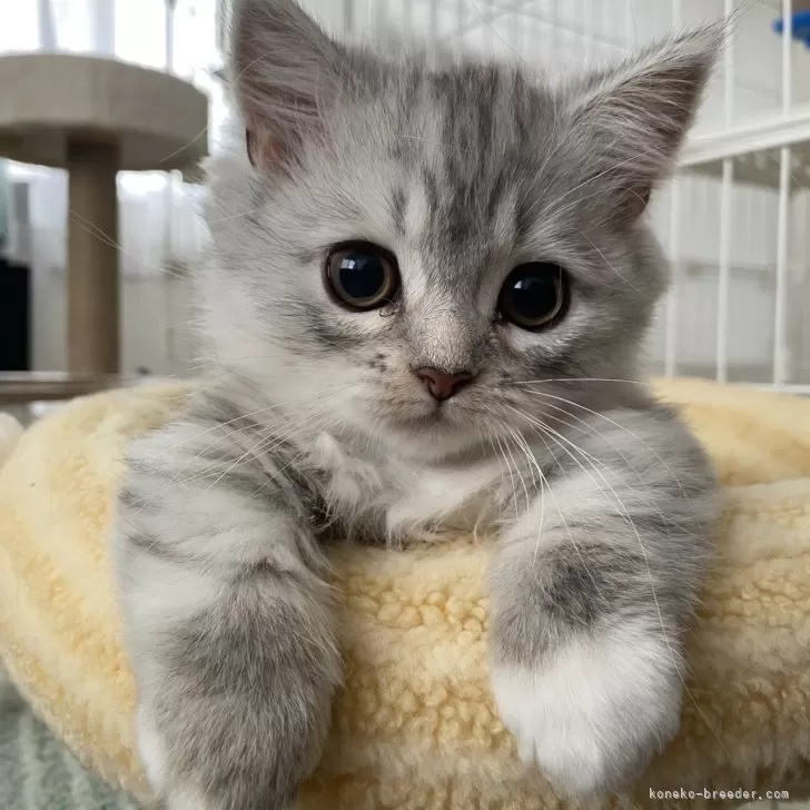 Arlu 様のお迎えした子猫